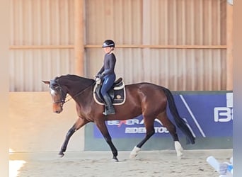 KWPN, Giumenta, 10 Anni, 173 cm, Baio