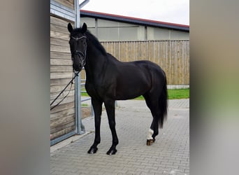 KWPN, Giumenta, 10 Anni, 174 cm, Morello