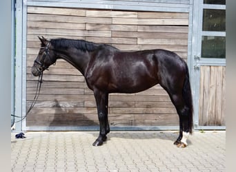 KWPN, Giumenta, 10 Anni, 174 cm, Morello