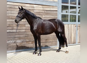 KWPN, Giumenta, 10 Anni, 174 cm, Morello