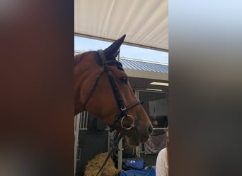 KWPN, Giumenta, 10 Anni, 176 cm, Sauro