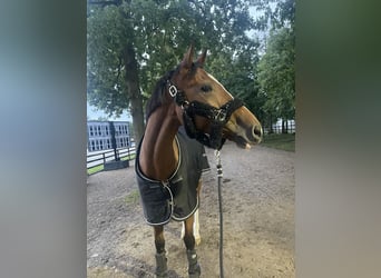 KWPN, Giumenta, 10 Anni, Baio chiaro