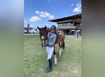 KWPN, Giumenta, 10 Anni, Baio chiaro