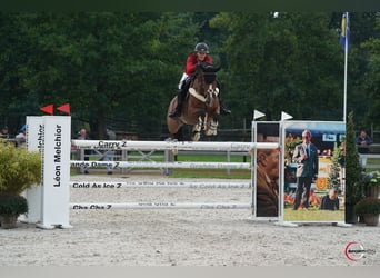 KWPN, Giumenta, 10 Anni, Baio chiaro