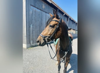 KWPN, Giumenta, 11 Anni, 164 cm