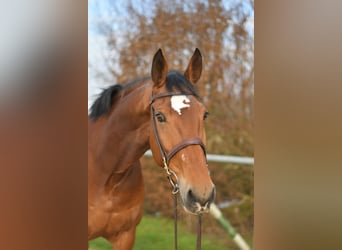 KWPN, Giumenta, 11 Anni, 165 cm, Baio