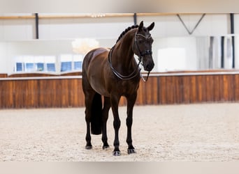 KWPN, Giumenta, 11 Anni, 165 cm, Baio scuro