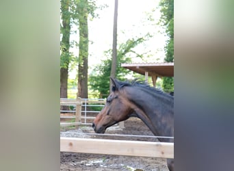 KWPN, Giumenta, 11 Anni, 167 cm, Baio scuro
