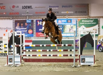 KWPN, Giumenta, 11 Anni, 168 cm, Baio