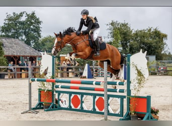 KWPN, Giumenta, 11 Anni, 168 cm, Baio