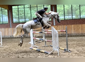 KWPN, Giumenta, 11 Anni, 170 cm, Grigio