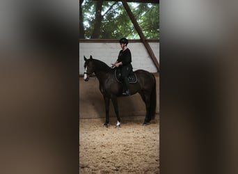 KWPN, Giumenta, 11 Anni, 170 cm, Morello