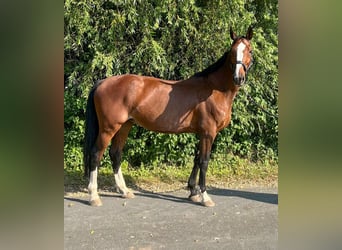 KWPN, Giumenta, 11 Anni, 172 cm, Baio