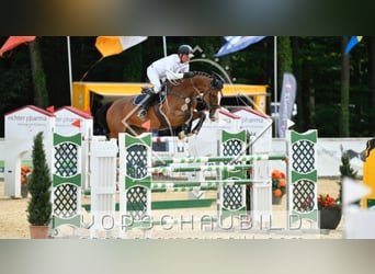 KWPN, Giumenta, 11 Anni, 173 cm, Baio