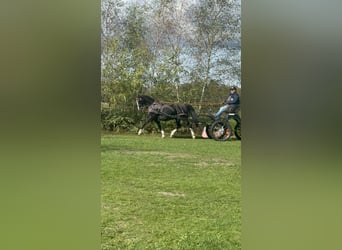 KWPN, Giumenta, 12 Anni, 162 cm, Morello