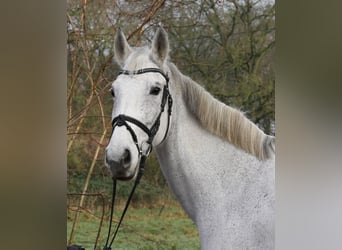 KWPN, Giumenta, 12 Anni, 166 cm, Grigio pezzato