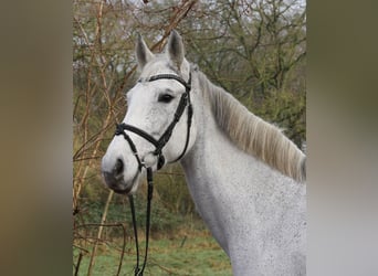 KWPN, Giumenta, 12 Anni, 166 cm, Grigio pezzato