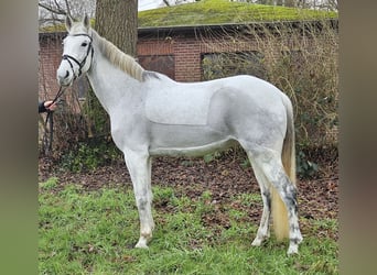 KWPN, Giumenta, 12 Anni, 166 cm, Grigio pezzato