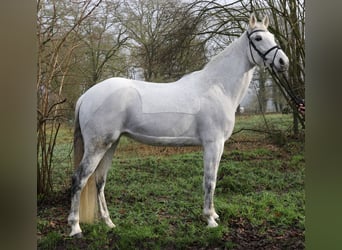 KWPN, Giumenta, 12 Anni, 166 cm, Grigio pezzato