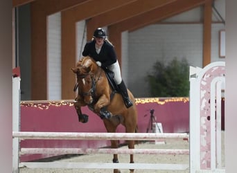 KWPN, Giumenta, 12 Anni, 166 cm, Sauro
