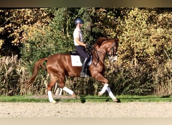 KWPN, Giumenta, 12 Anni, 167 cm, Sauro