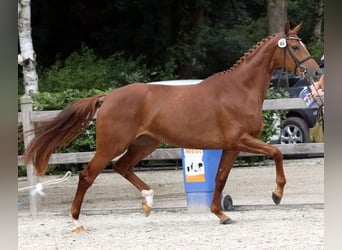 KWPN, Giumenta, 12 Anni, 167 cm, Sauro