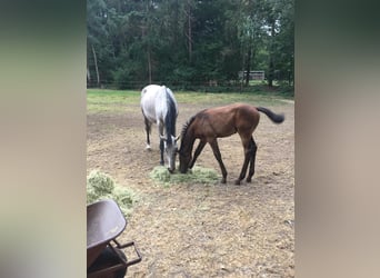 KWPN, Giumenta, 12 Anni, 168 cm, Grigio