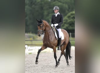 KWPN, Giumenta, 12 Anni, 170 cm, Baio