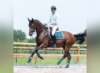 KWPN, Giumenta, 12 Anni, 170 cm, Baio