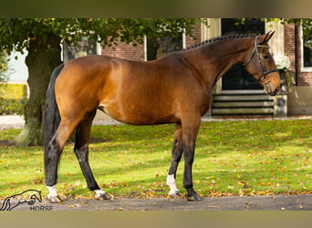 KWPN, Giumenta, 12 Anni, 170 cm, Baio