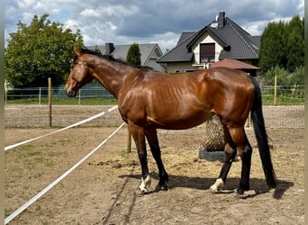 KWPN, Giumenta, 12 Anni, 170 cm, Baio