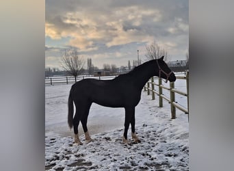 KWPN, Giumenta, 12 Anni, 170 cm, Baio nero