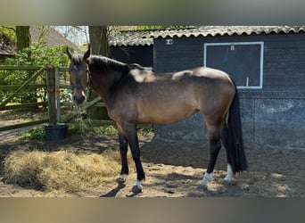 KWPN, Giumenta, 12 Anni, 173 cm, Baio scuro