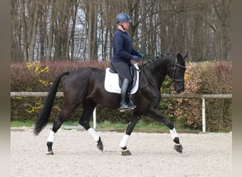 KWPN, Giumenta, 12 Anni, 175 cm, Morello