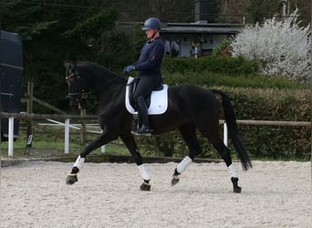 KWPN, Giumenta, 12 Anni, 175 cm, Morello