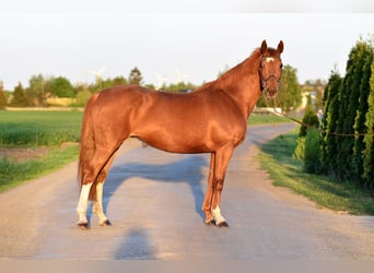 KWPN, Giumenta, 13 Anni, 160 cm, Sauro
