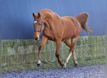 KWPN, Giumenta, 13 Anni, 160 cm, Sauro