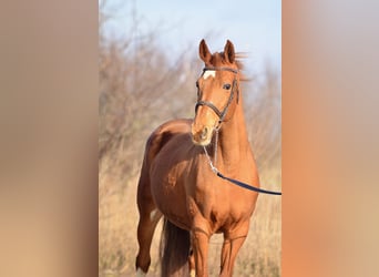 KWPN, Giumenta, 13 Anni, 160 cm, Sauro