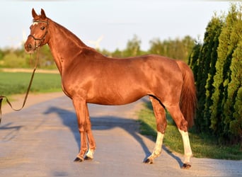 KWPN, Giumenta, 13 Anni, 160 cm, Sauro
