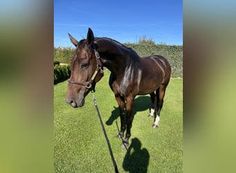 KWPN, Giumenta, 13 Anni, 165 cm, Baio