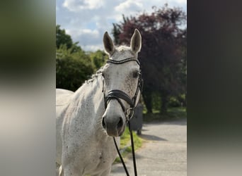 KWPN, Giumenta, 13 Anni, 166 cm, Grigio trotinato