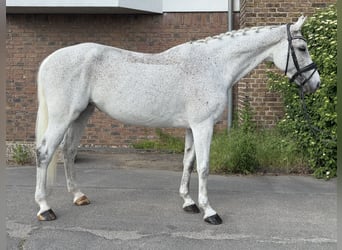KWPN, Giumenta, 13 Anni, 166 cm, Grigio trotinato