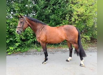 KWPN, Giumenta, 13 Anni, 167 cm, Baio