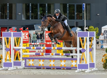 KWPN, Giumenta, 13 Anni, 167 cm, Baio