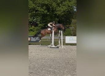 KWPN, Giumenta, 13 Anni, 167 cm, Baio