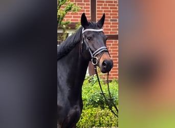 KWPN, Giumenta, 13 Anni, 168 cm, Baio nero