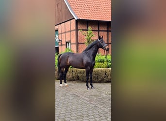 KWPN, Giumenta, 13 Anni, 168 cm, Baio nero