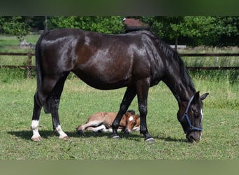 KWPN, Giumenta, 13 Anni, 170 cm, Baio nero