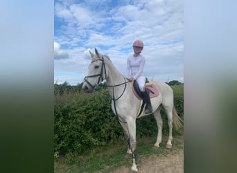 KWPN, Giumenta, 13 Anni, 170 cm, Leardo