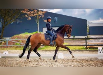 KWPN, Giumenta, 13 Anni, 171 cm, Baio scuro